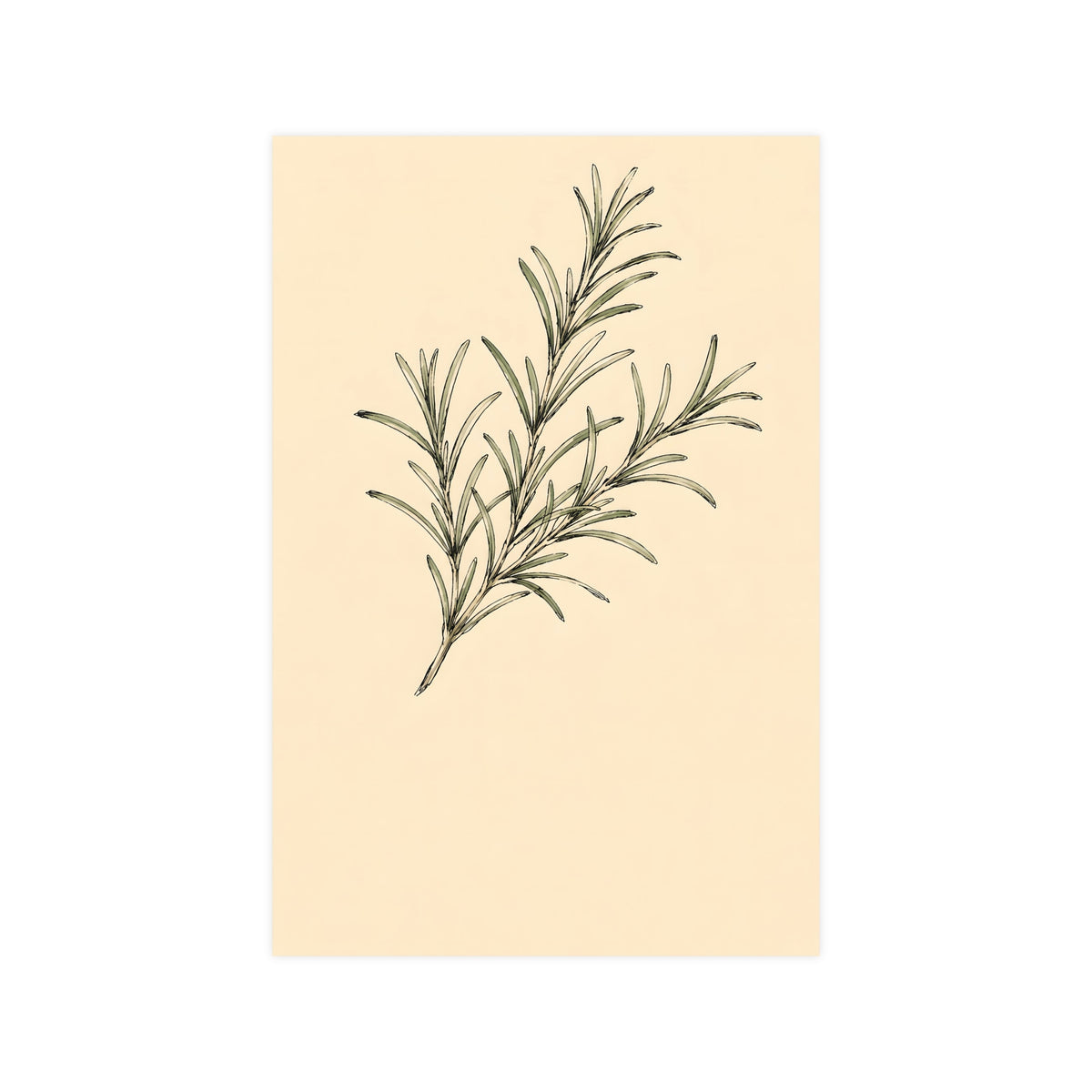 Rosemary — rosemary, 12x18 in print