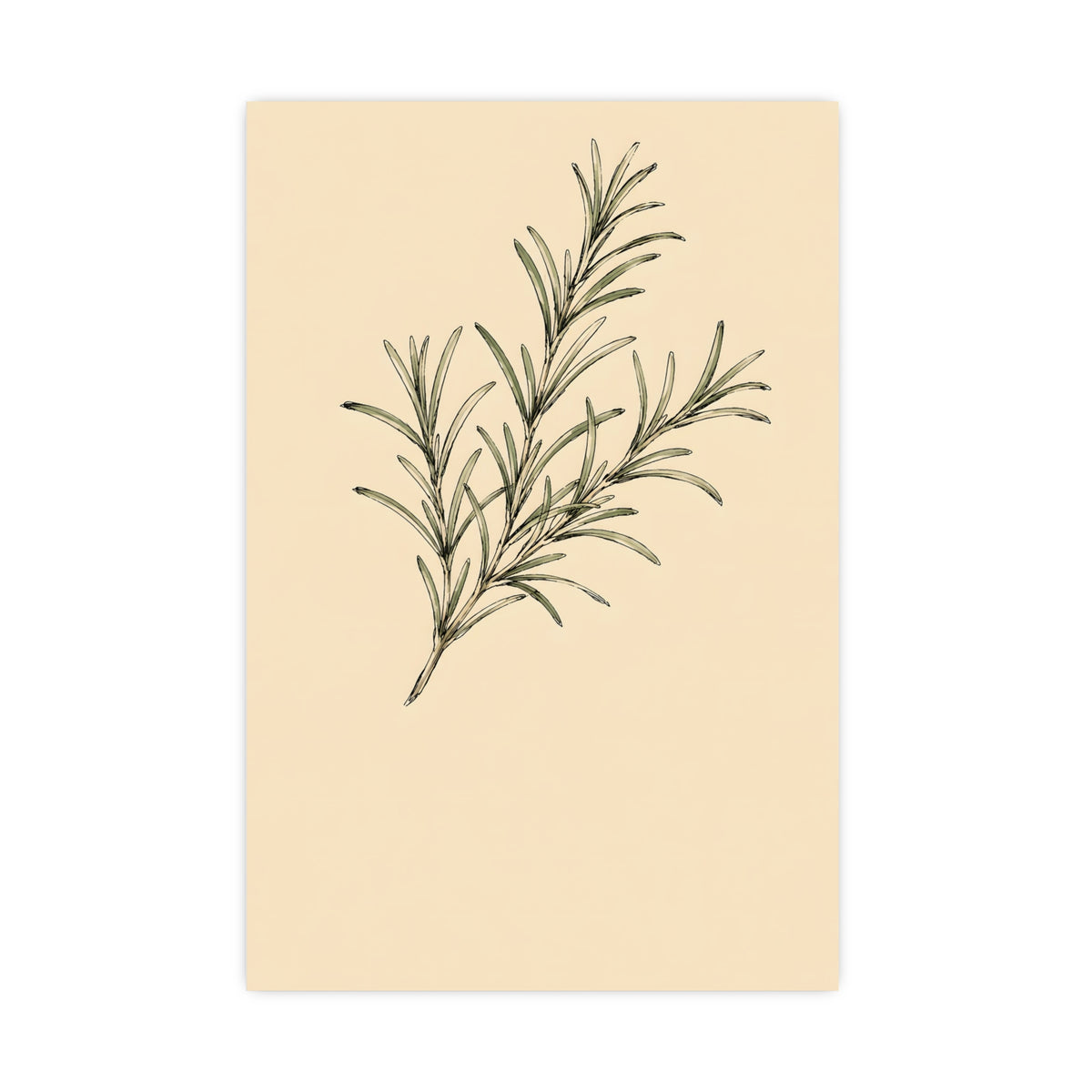Rosemary — rosemary, 20x30 in print