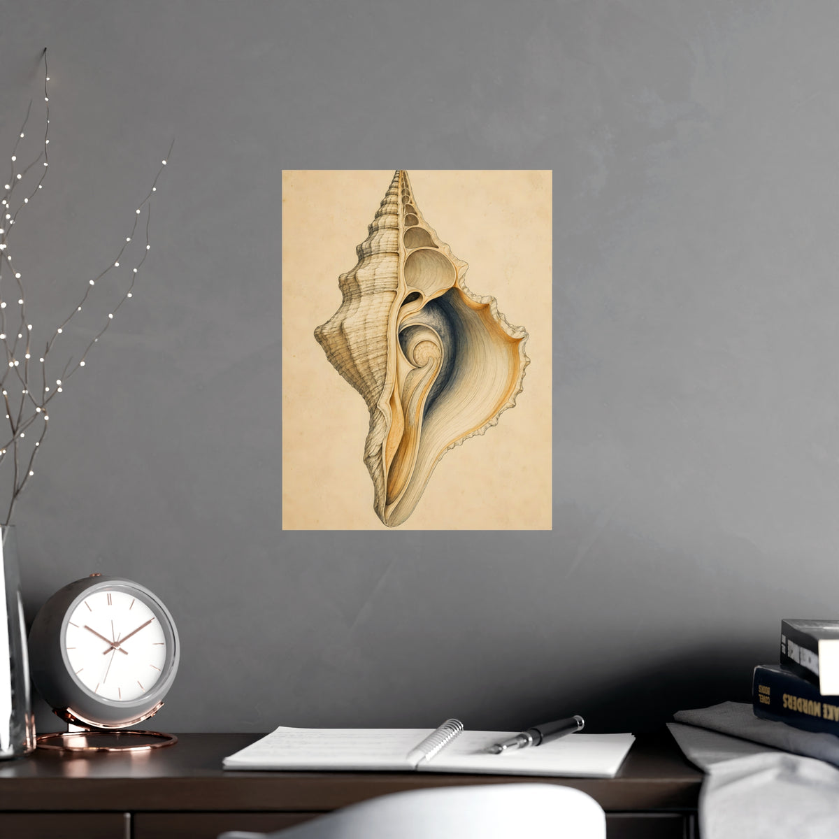 Conch Shell — conch shell, shown framed on a wall