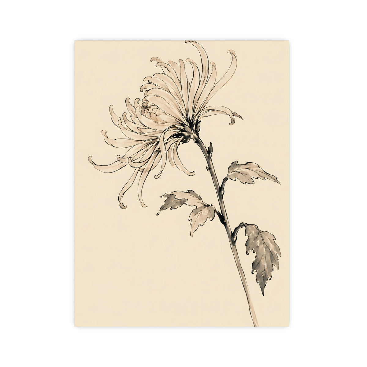 Chrysanthemum — chrysanthemum, 12x16 in print