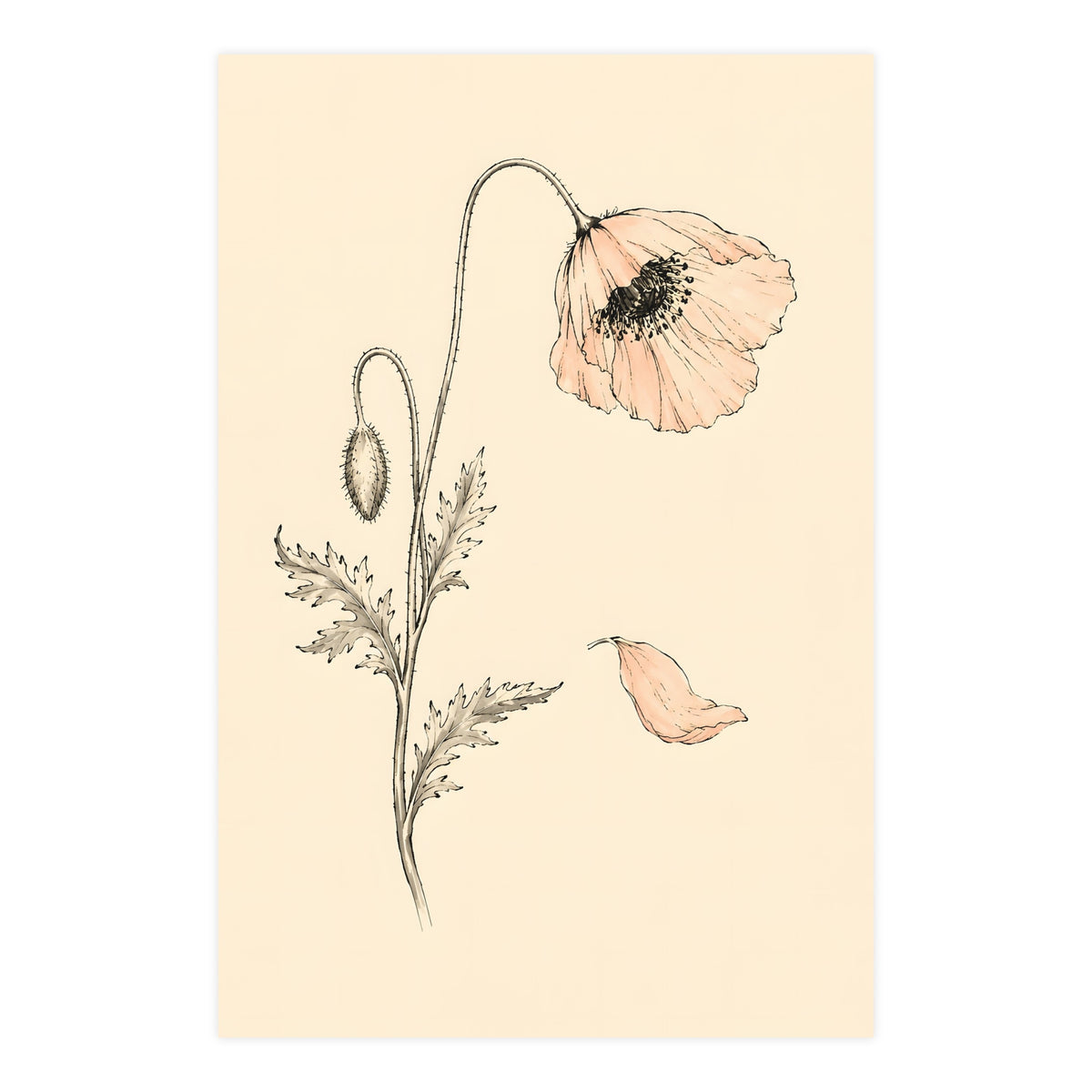 Wild Poppy — wild poppy, 24x36 in print