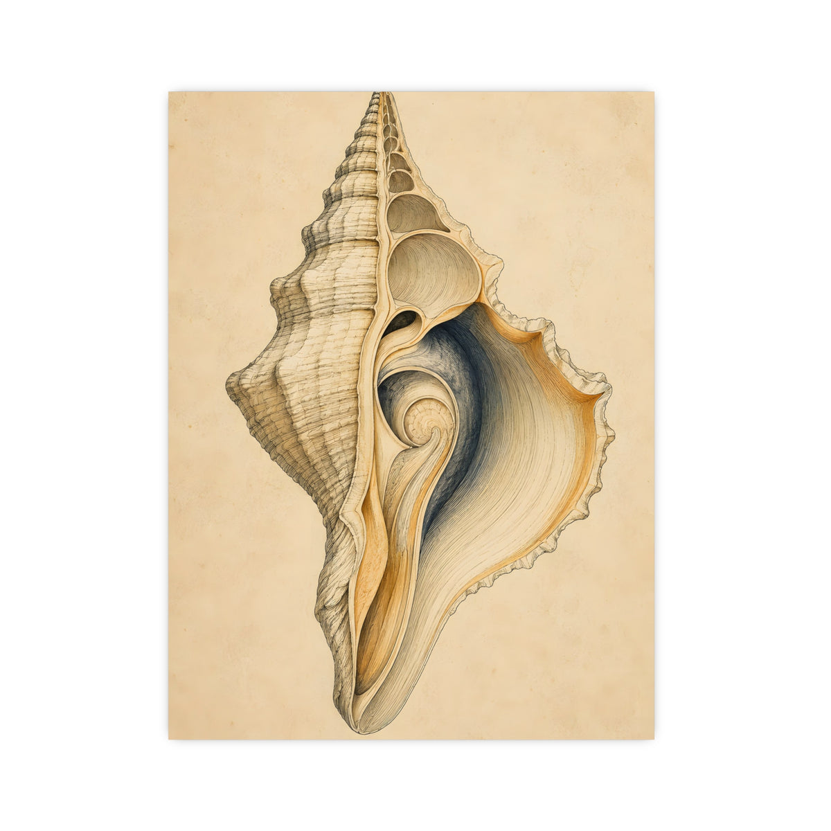 Conch Shell — conch shell, 12x16 in print