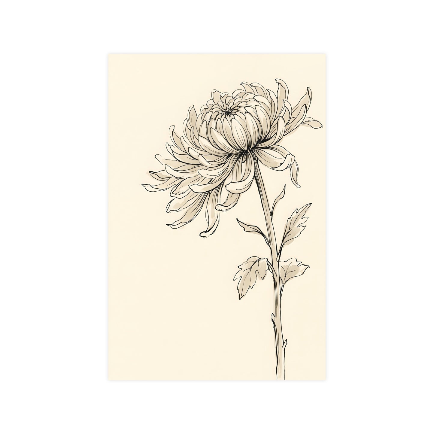 Chrysanthemum | Botanical Line Drawing | Wall Art