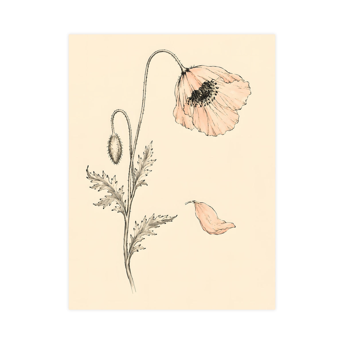 Wild Poppy — wild poppy, 18x24 in print