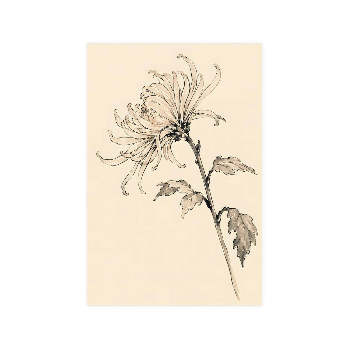 Chrysanthemum — chrysanthemum, 12x18 in print