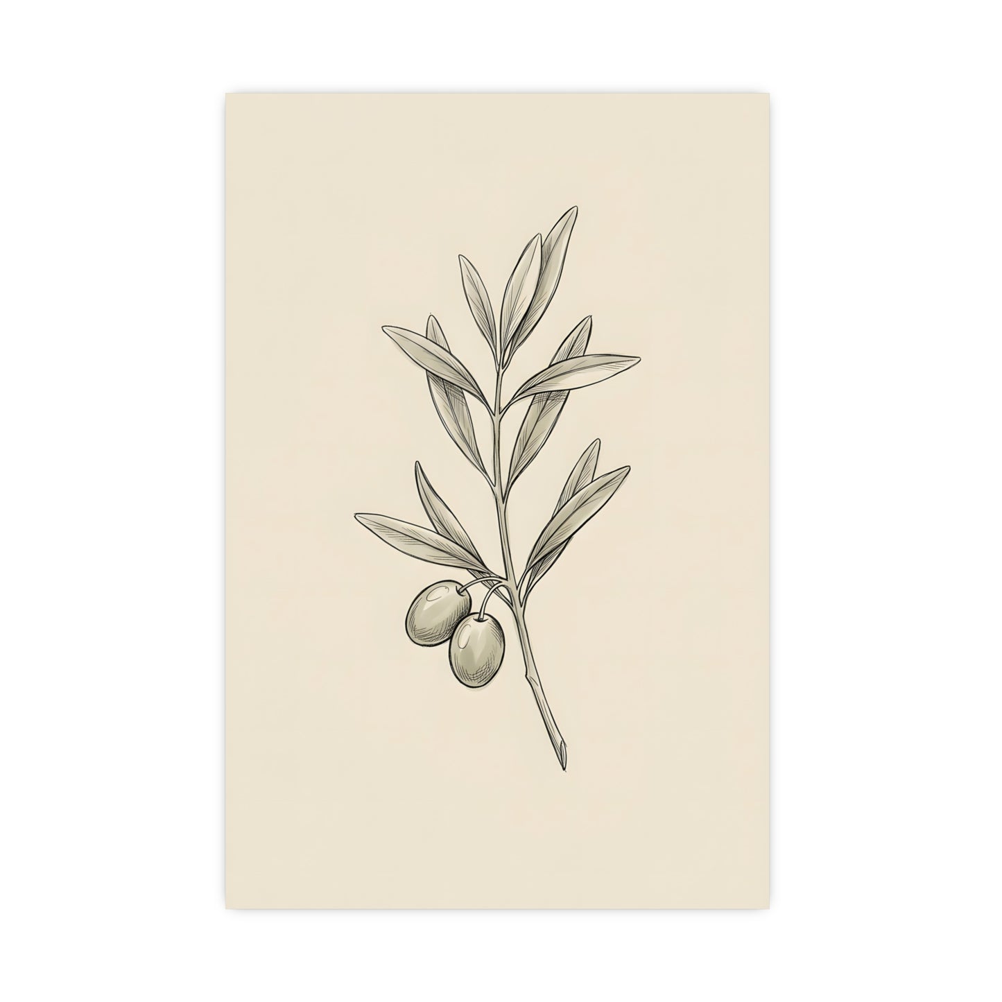 Olive Branch — olive branch, 18x24 in print
