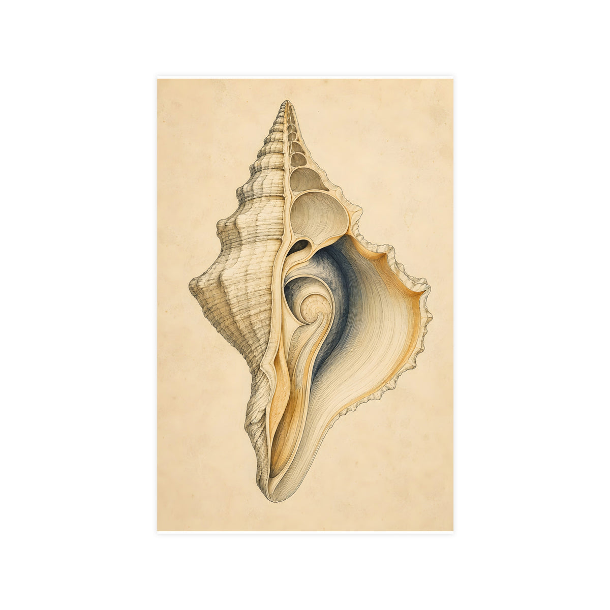 Conch Shell — conch shell, 11x17 in print
