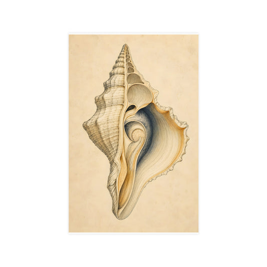 Conch Shell — conch shell, 11x17 in print