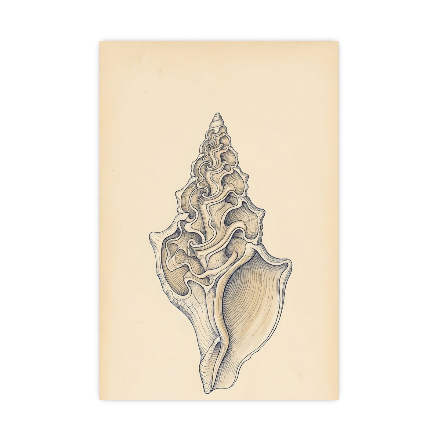 Conch Shell framed on a cream wall in a living room, 18x24 in print