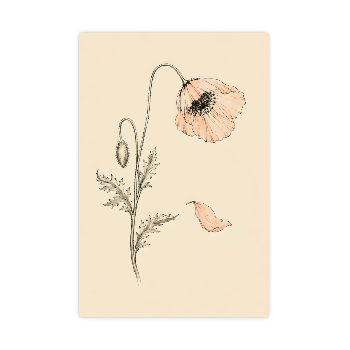 Wild Poppy — wild poppy, 20x30 in print