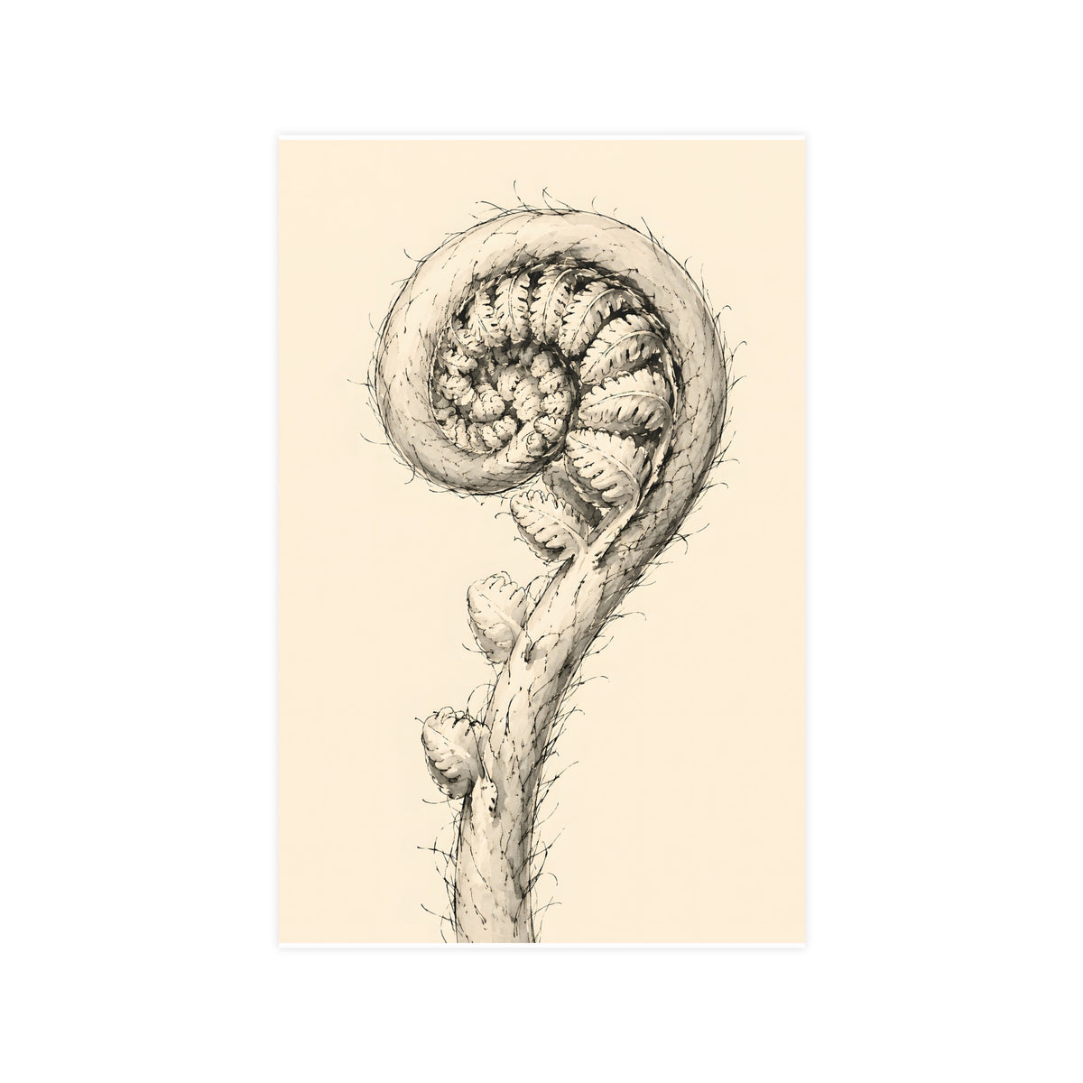 Fern, Still Curled — fern, still curled, 11x17 in print