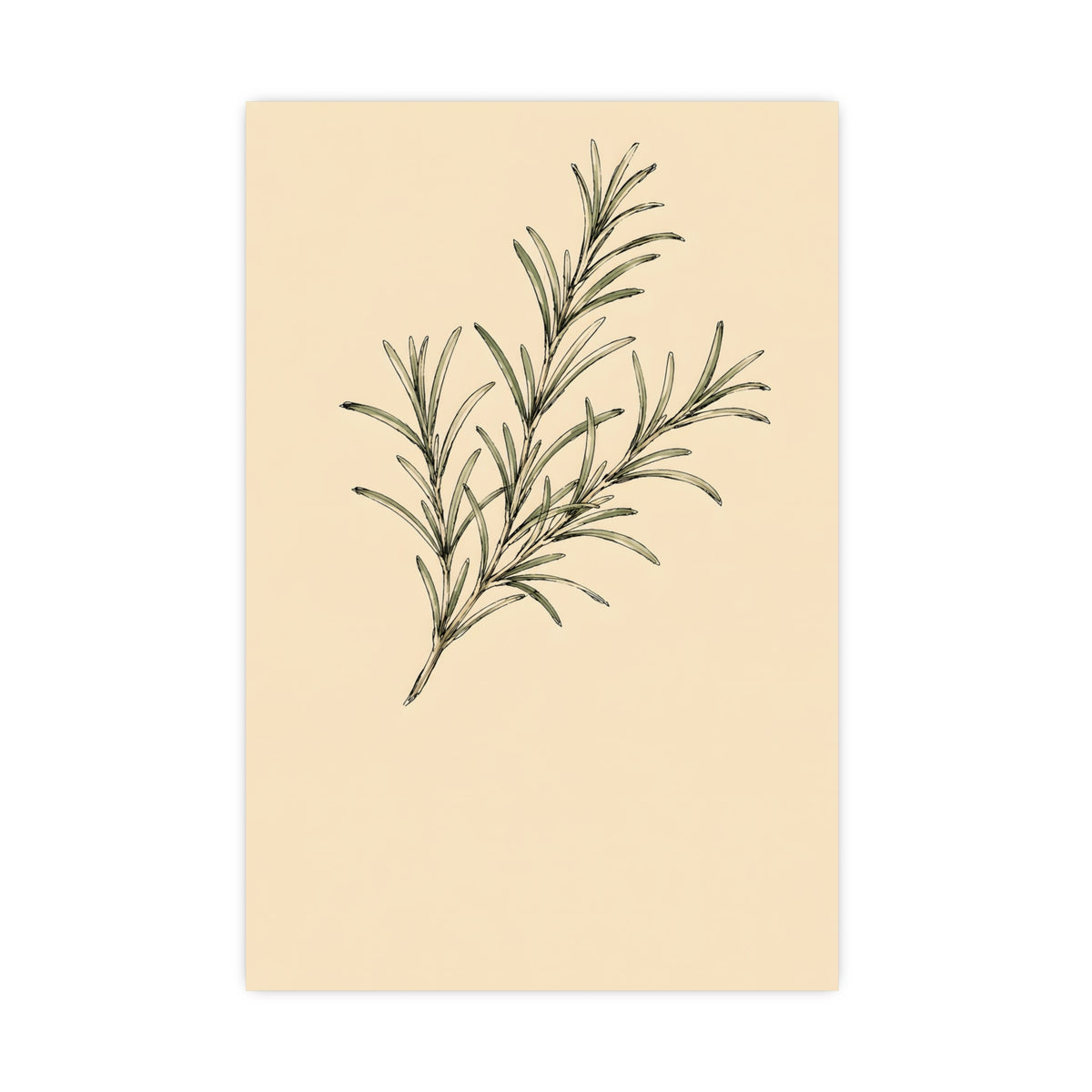 Rosemary — rosemary, 16x24 in print