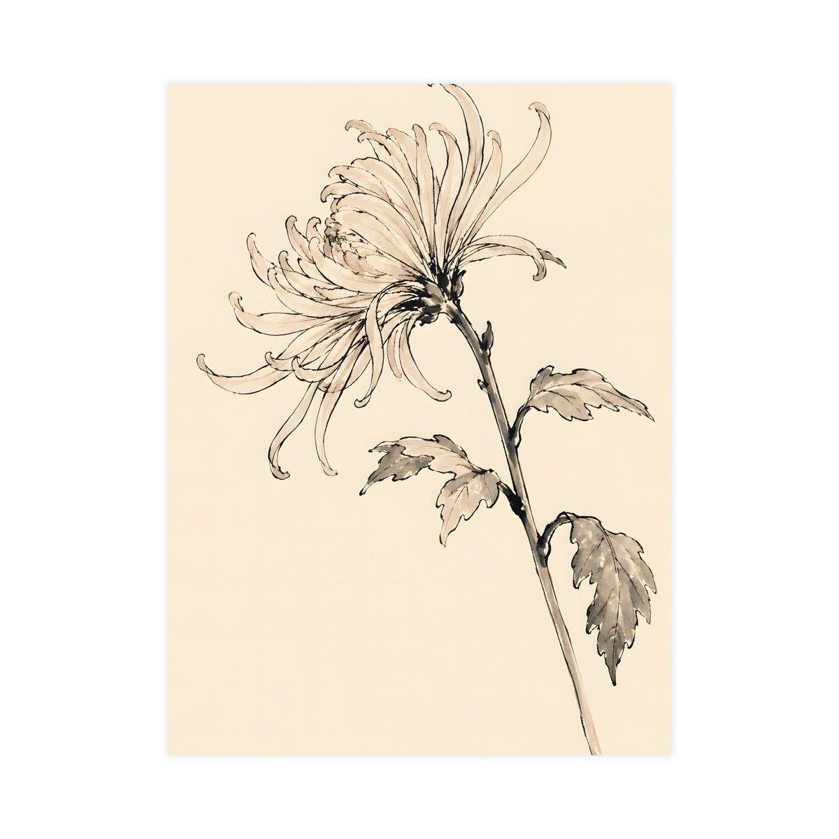 Chrysanthemum — chrysanthemum, 18x24 in print