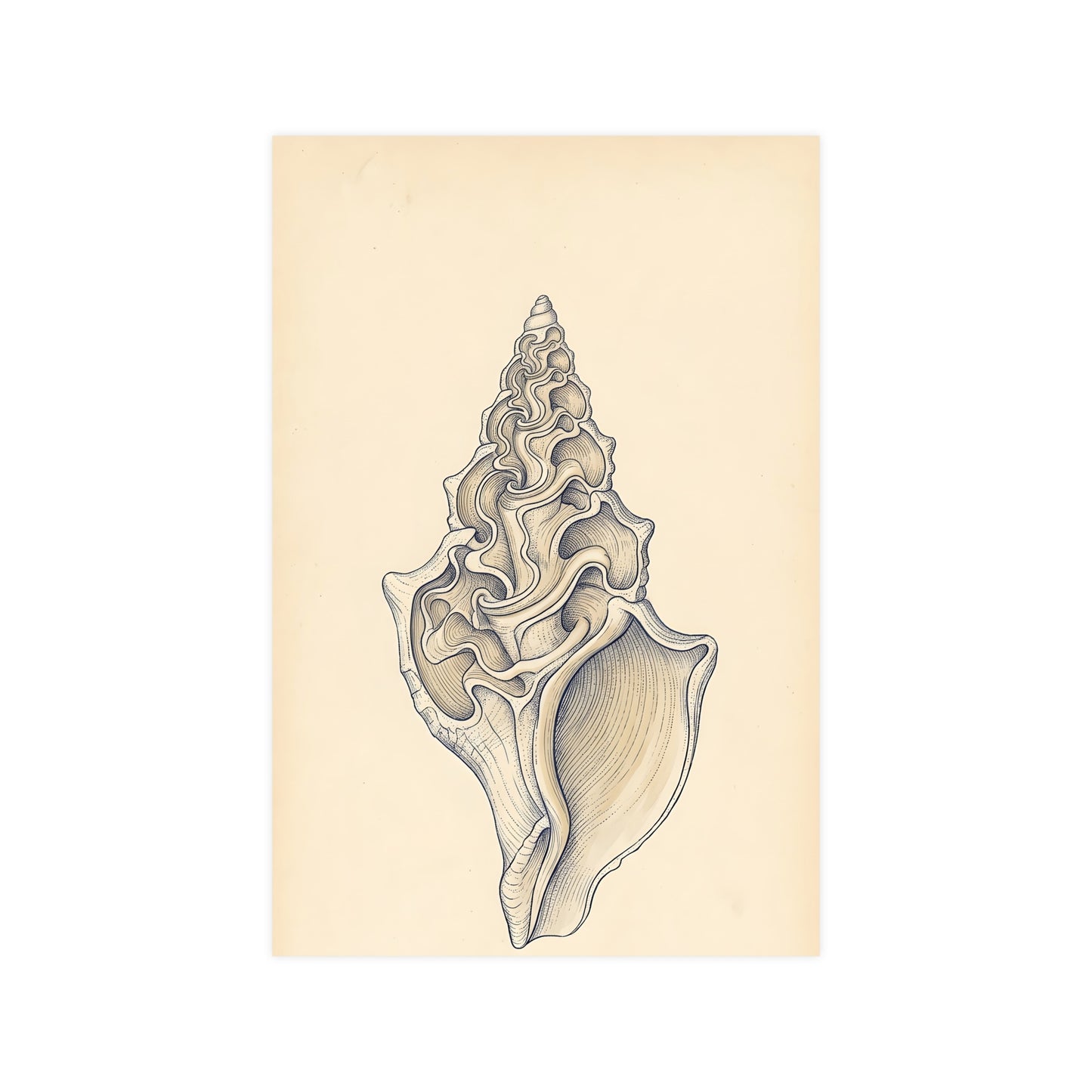 Conch Shell — conch shell, 12x16 in print