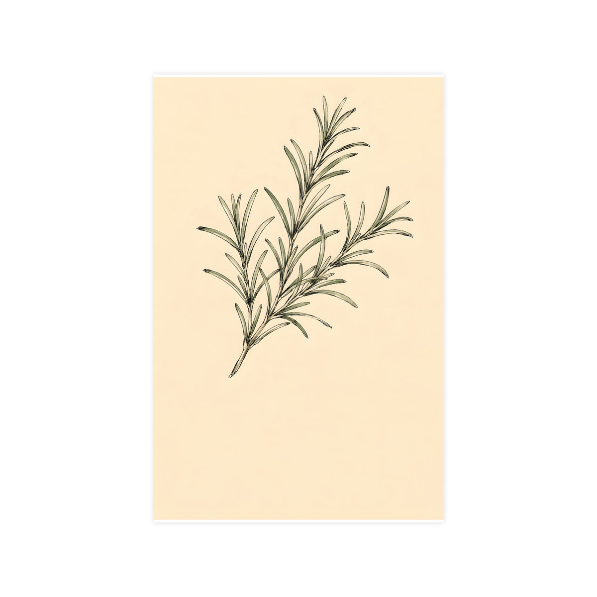 Rosemary — rosemary, 11x17 in print
