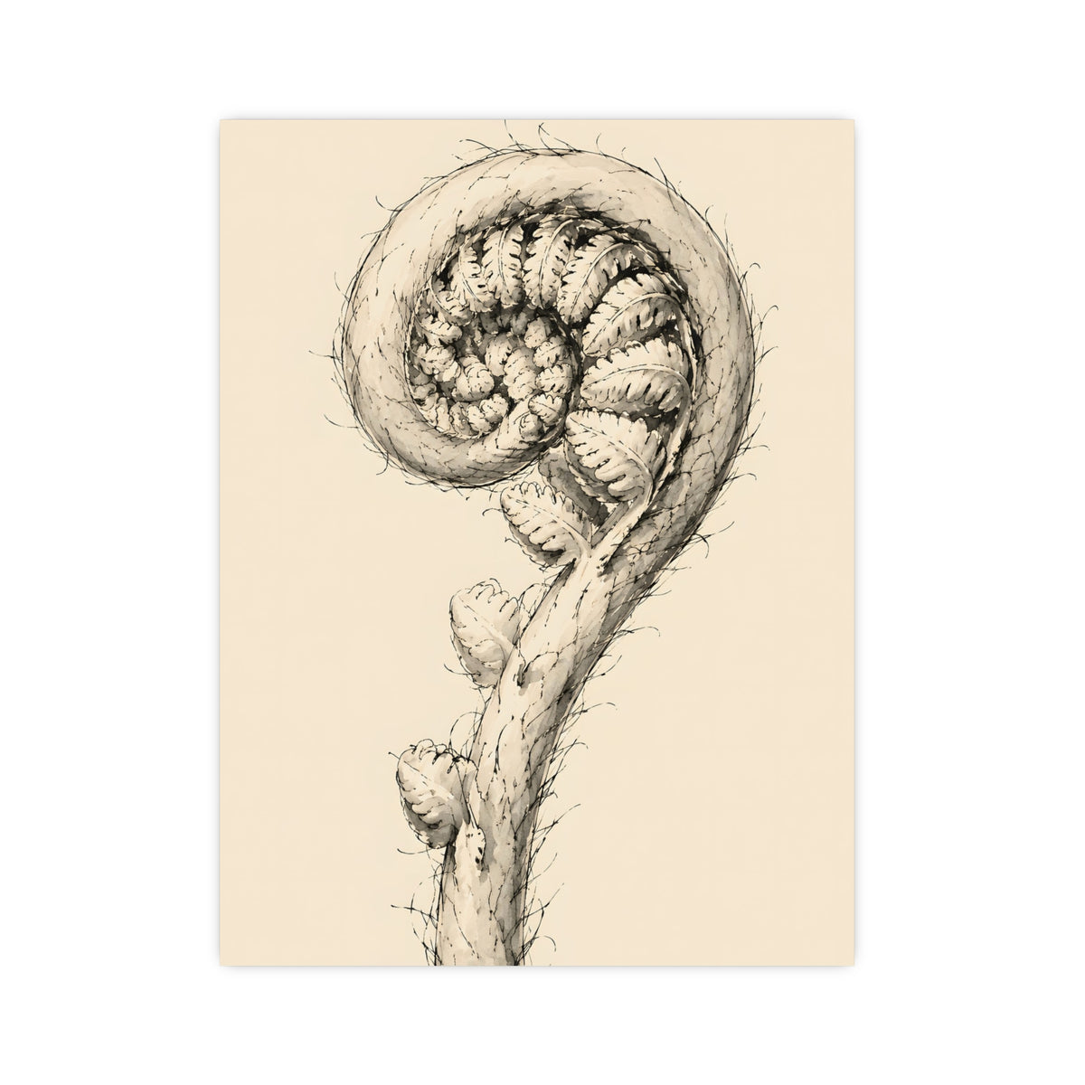 Fern, Still Curled — fern, still curled, 12x16 in print