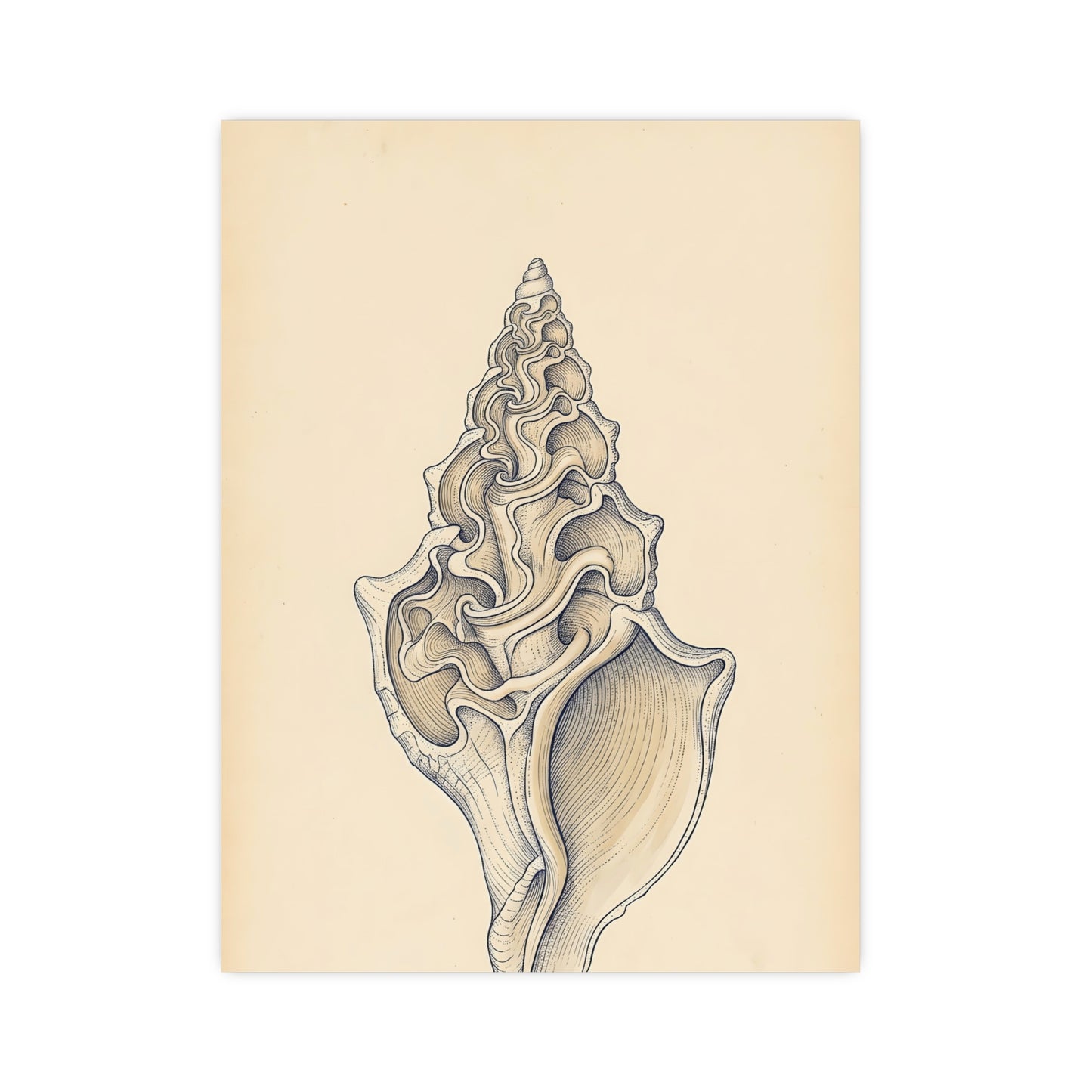 Conch Shell — conch shell, 16x24 in print