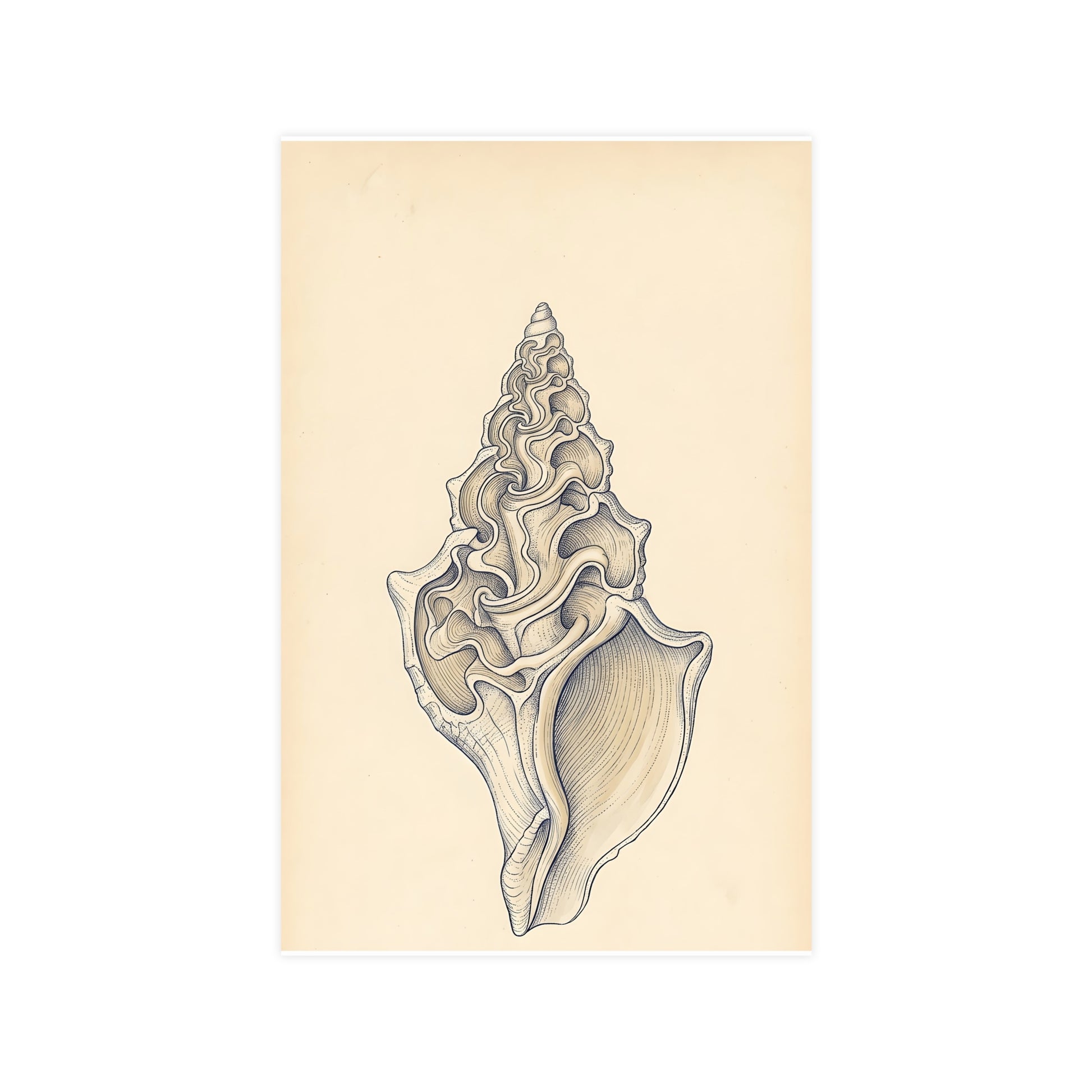 Conch Shell — conch shell, 11x17 in print