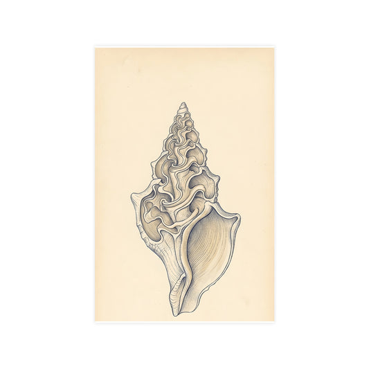 Conch Shell — conch shell, 11x17 in print