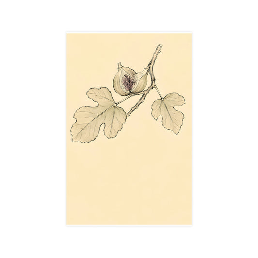 Fig, Split — fig, split, 11x17 in print
