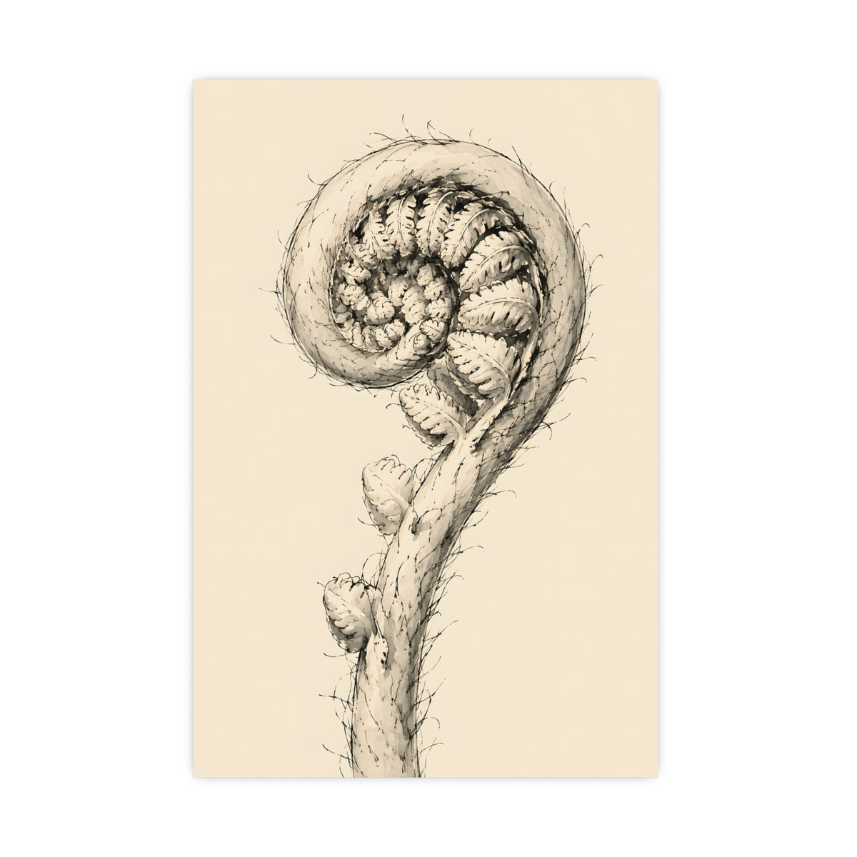 Fern, Still Curled — fern, still curled, 20x30 in print