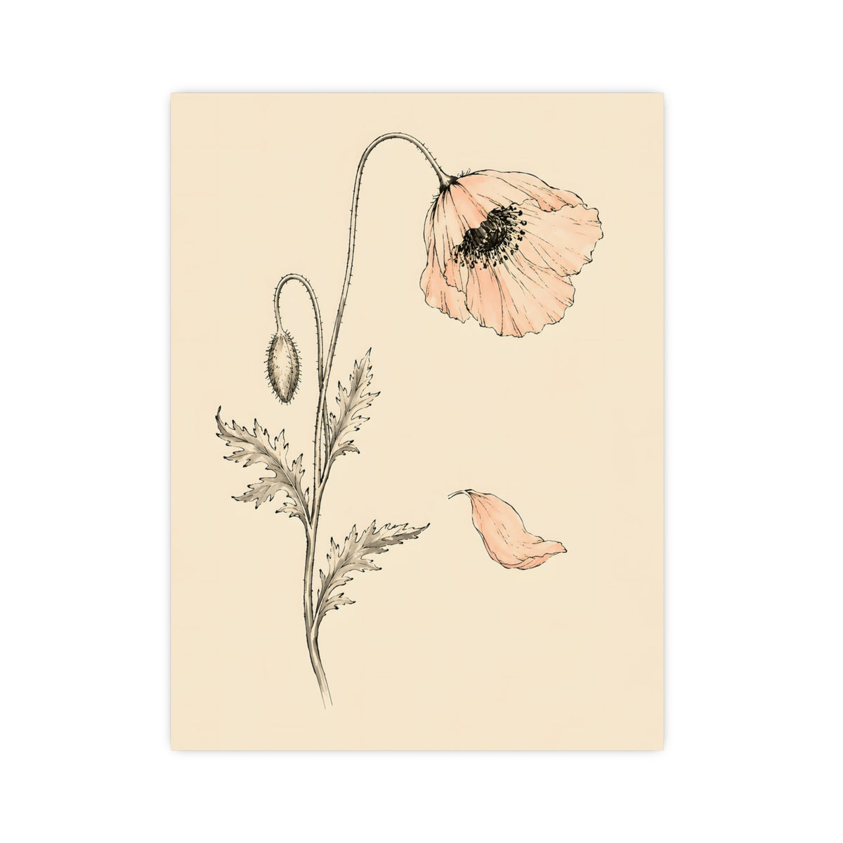 Wild Poppy — wild poppy, 12x16 in print