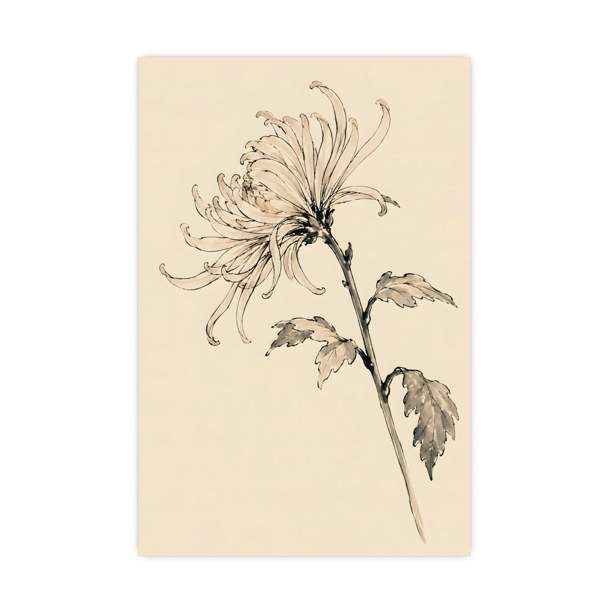 Chrysanthemum — chrysanthemum, 16x24 in print