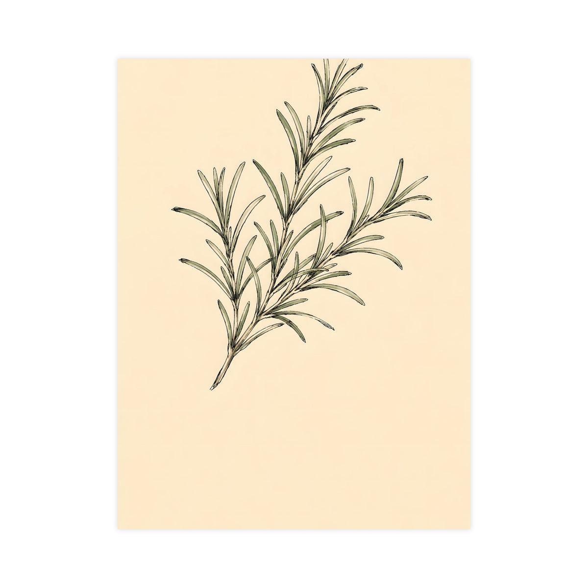 Rosemary — rosemary, 18x24 in print