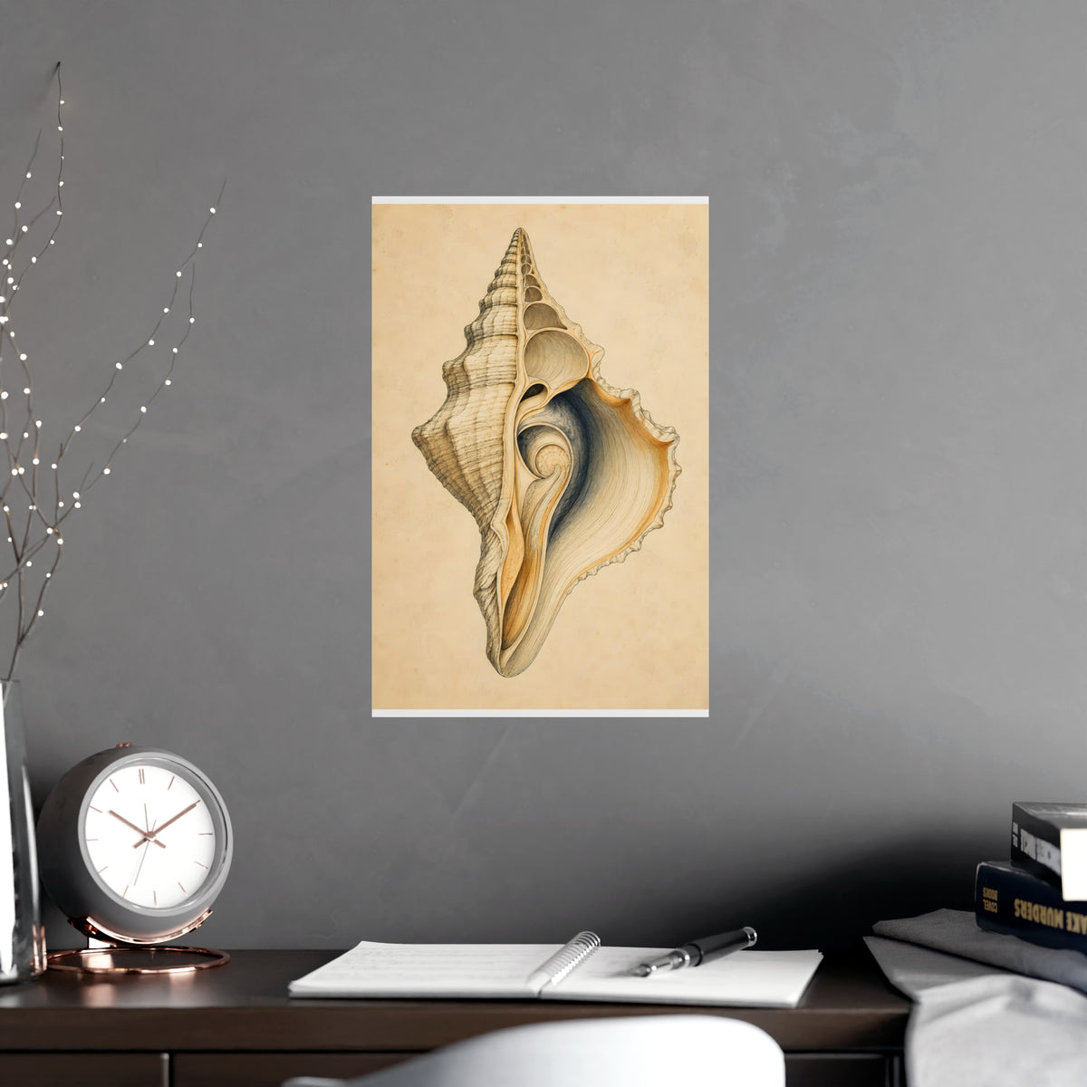 Conch Shell — conch shell, shown framed on a wall