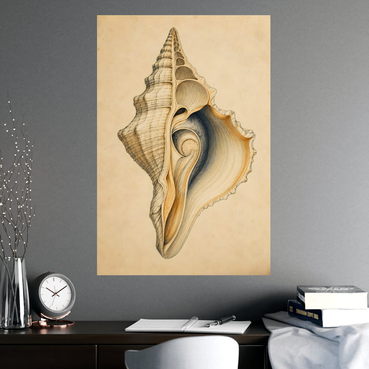 Conch Shell — conch shell, shown framed on a wall