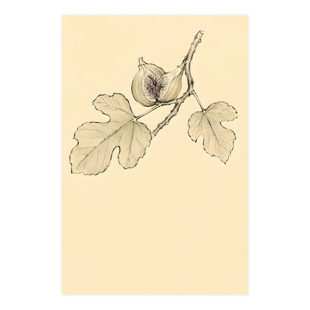 Fig, Split — fig, split, 24x36 in print