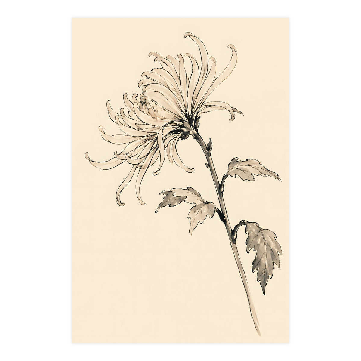 Chrysanthemum — chrysanthemum, 24x36 in print