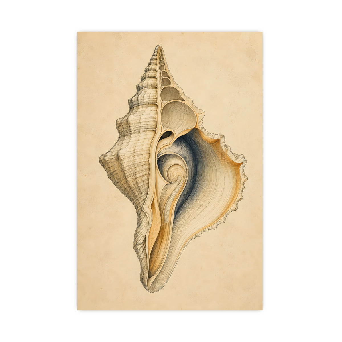 Conch Shell — conch shell, 16x24 in print