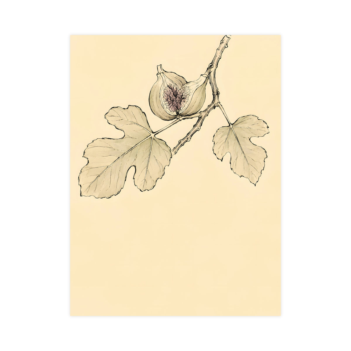 Fig, Split — fig, split, 18x24 in print