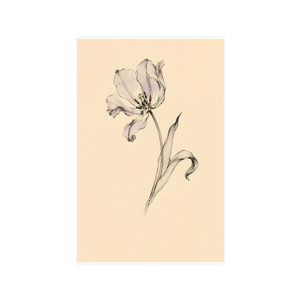 Tulip, Just Past — tulip, just past, 11x17 in print