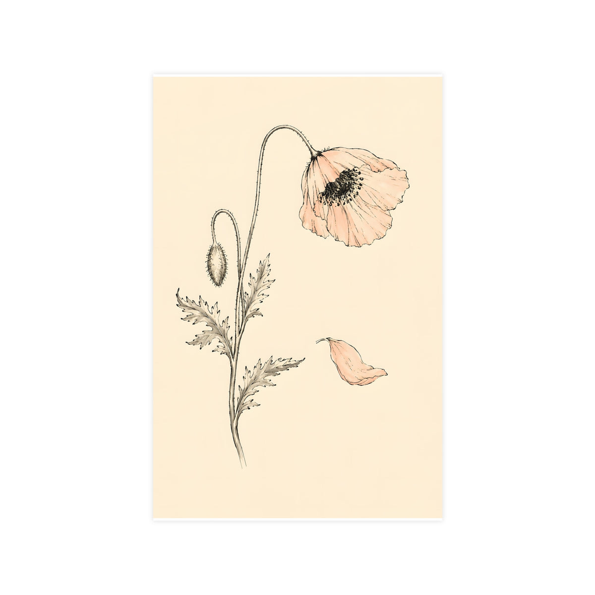 Wild Poppy — wild poppy, 11x17 in print
