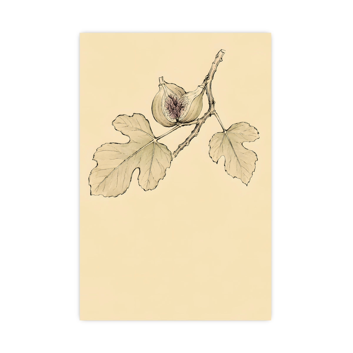 Fig, Split — fig, split, 20x30 in print