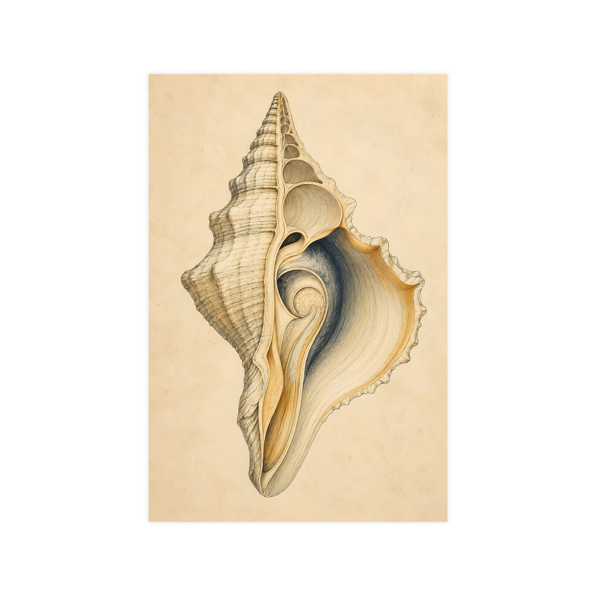 Conch Shell — conch shell, 12x18 in print