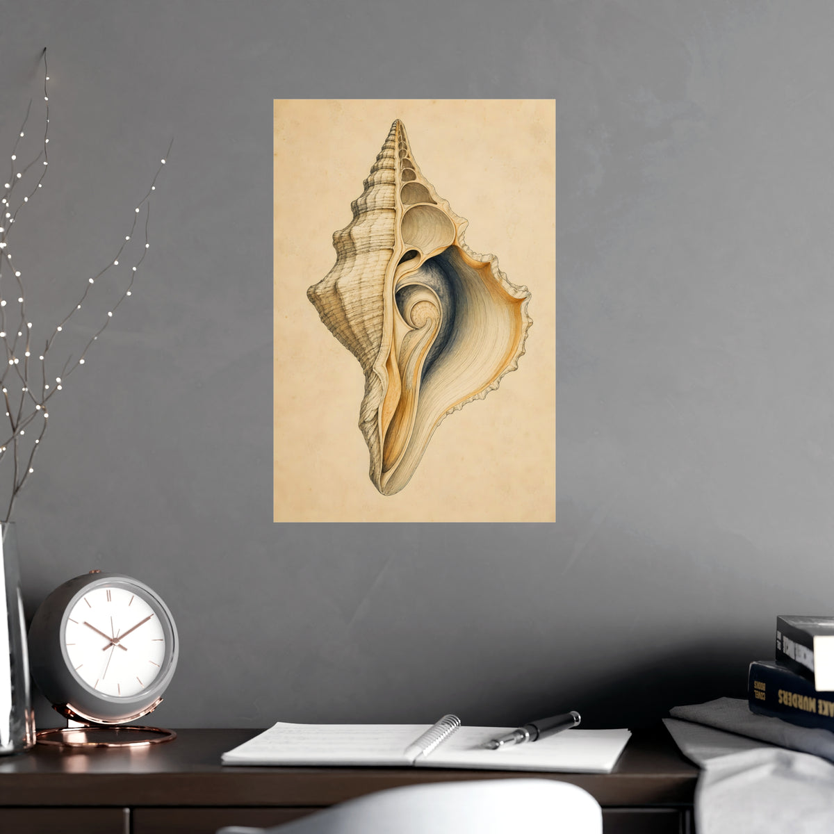Conch Shell — conch shell, shown framed on a wall