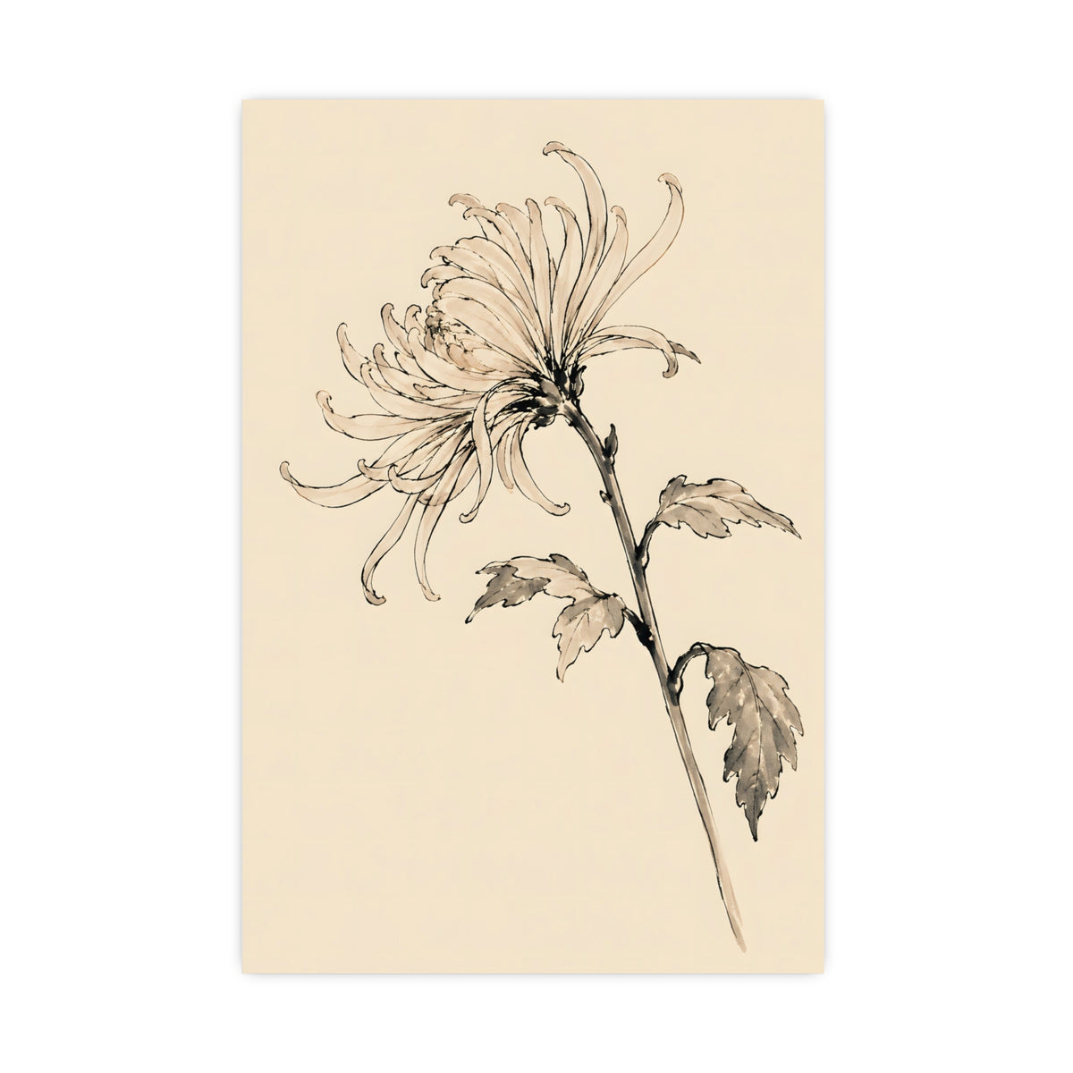 Chrysanthemum — chrysanthemum, 20x30 in print