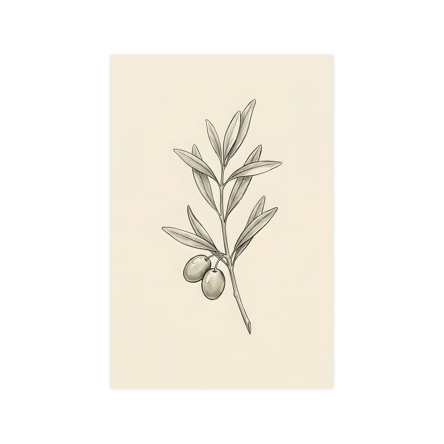 Olive Branch — olive branch, 12x16 in print