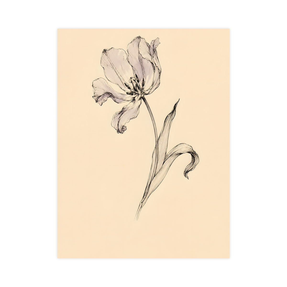Tulip, Just Past — tulip, just past, 18x24 in print