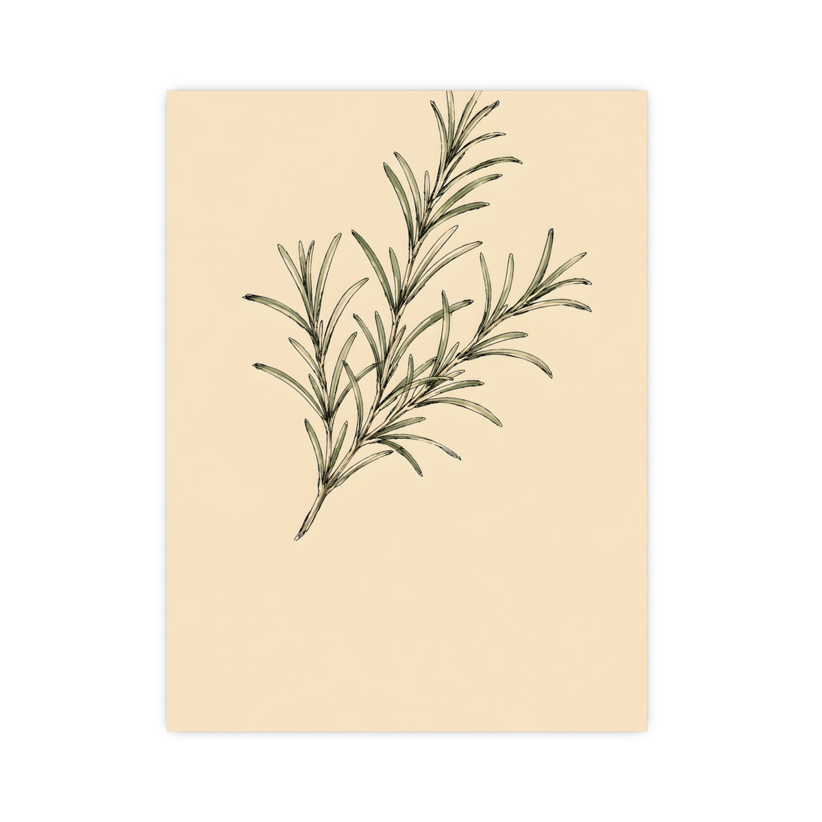Rosemary — rosemary, 12x16 in print