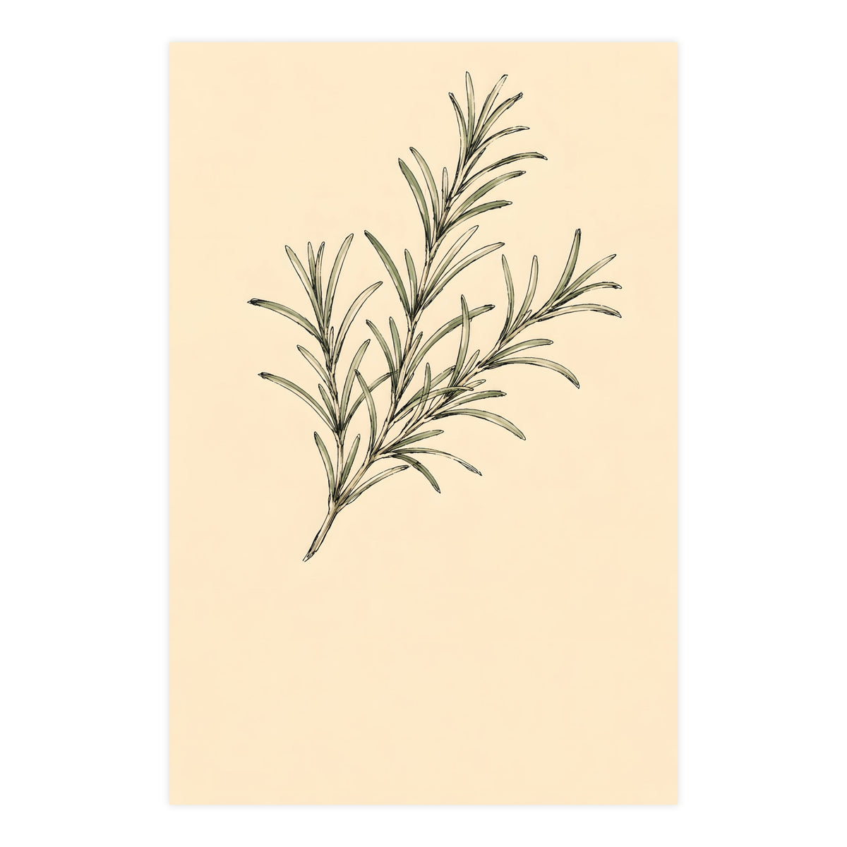 Rosemary — rosemary, 24x36 in print