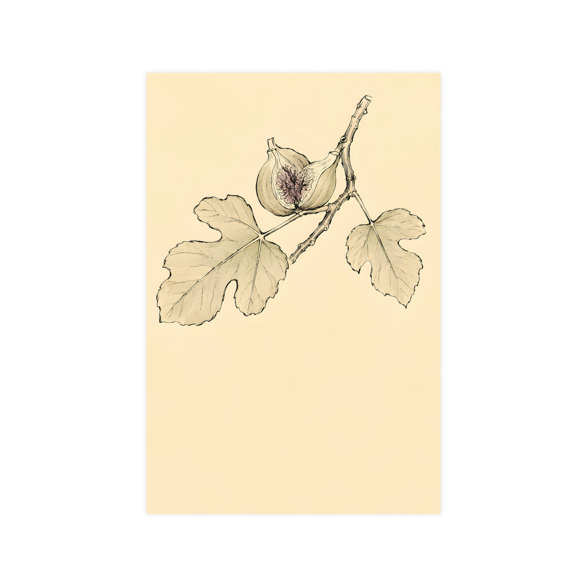 Fig, Split — fig, split, 12x18 in print