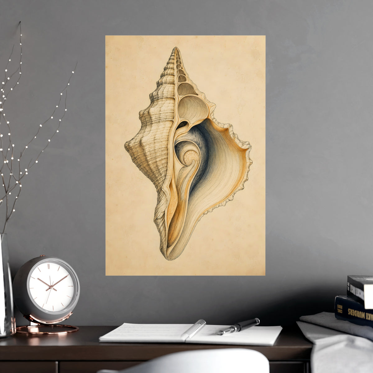 Conch Shell — conch shell, shown framed on a wall