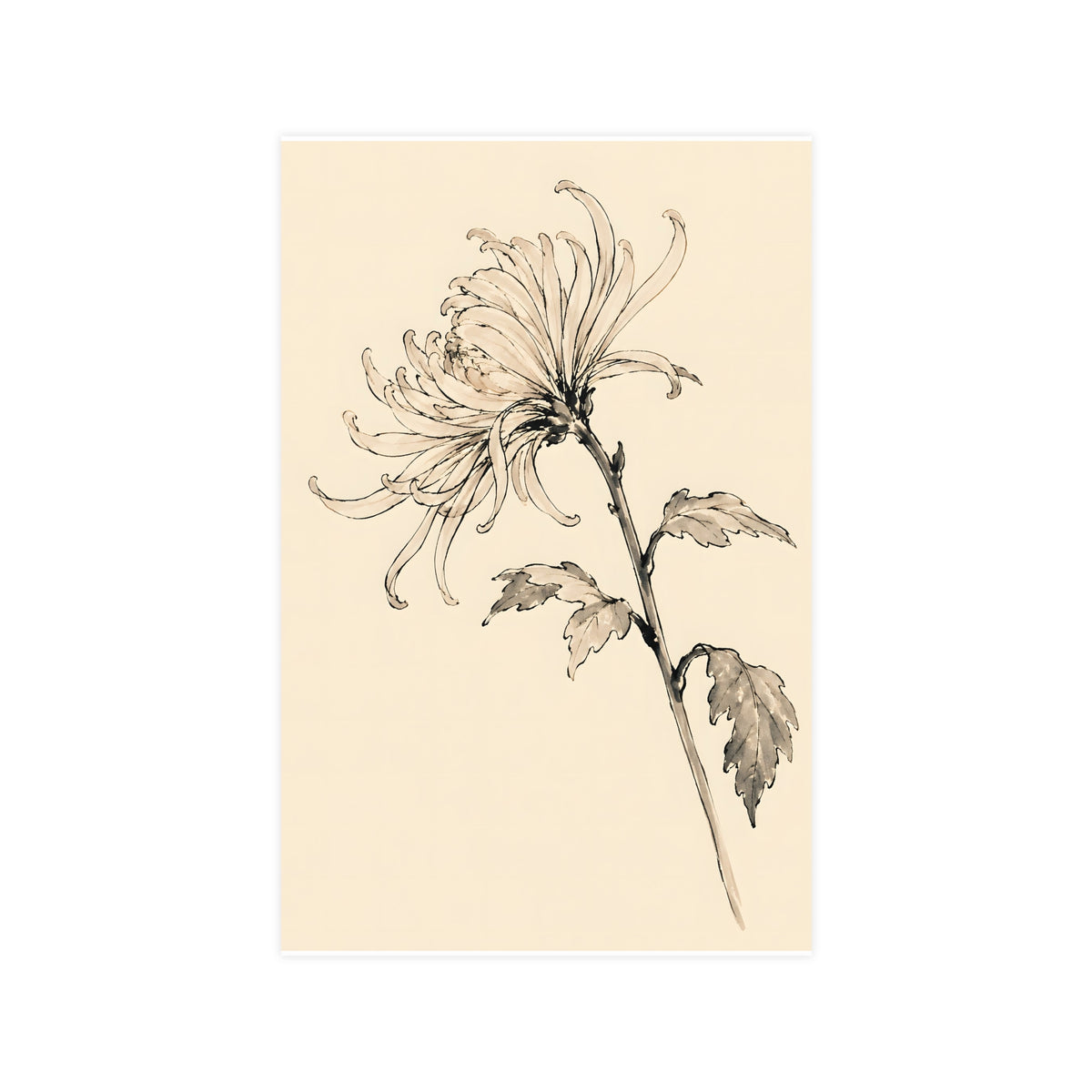 Chrysanthemum — chrysanthemum, 11x17 in print